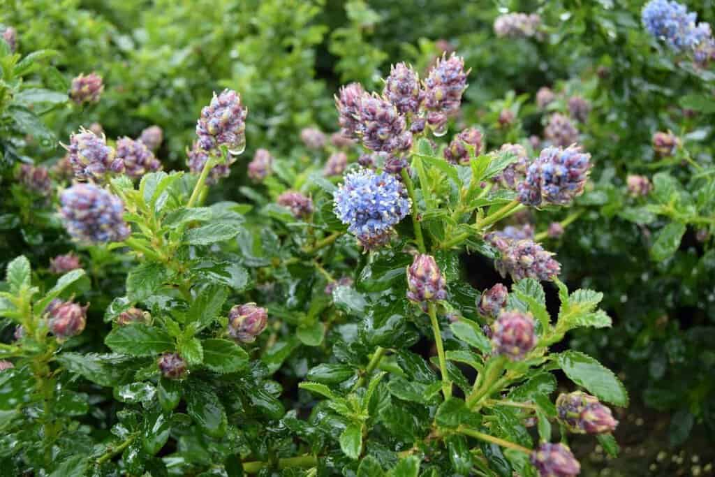 Ceanothus 'Blue Mound' ---